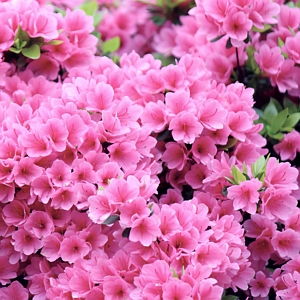 Azalea Pink Ruffle Flowering Shrub